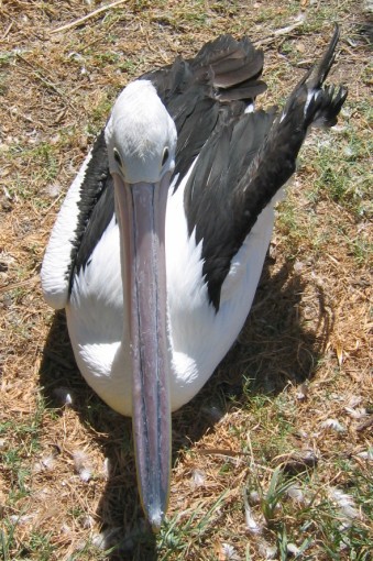 white Australian pelican picture - 13