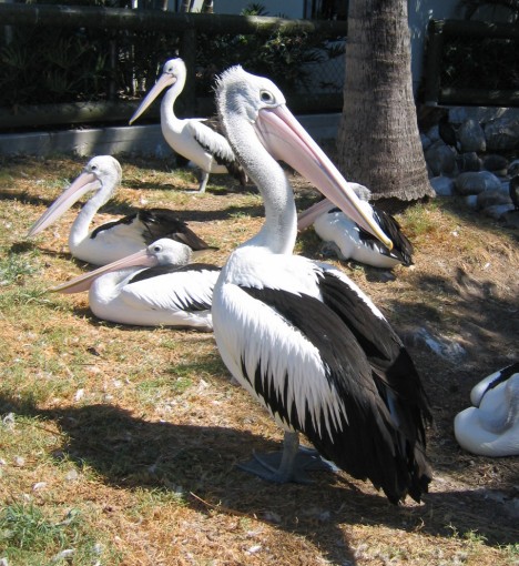 picture of white pelican - 15