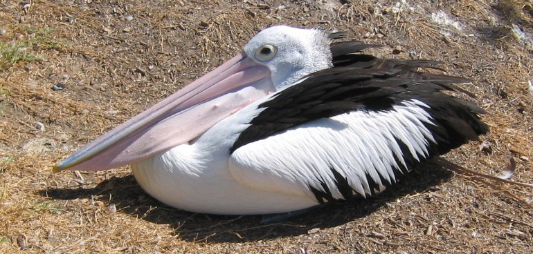 free picture of white pelican - 16