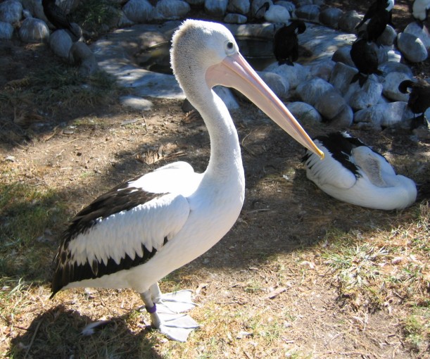 free pelican  picture - 17