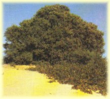 mulga tree