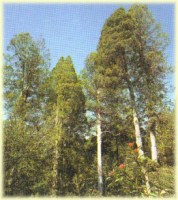 wattle blackwood tree