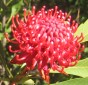 Australian gifts and souvenirs