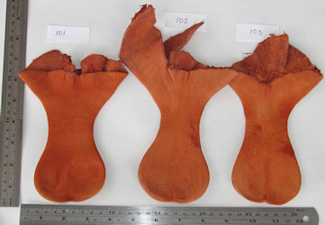 Uniquely shaped kangaroo scrotum pouches