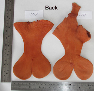 Uniquely shaped kangaroo scrotums back