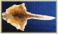 kangaroo skin