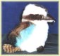laughing kookaburra