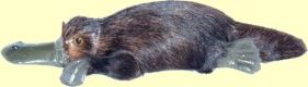 figurine platypus