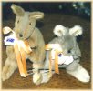 kangaroos