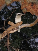 kookaburre picture