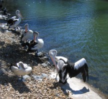 white pelicans picture