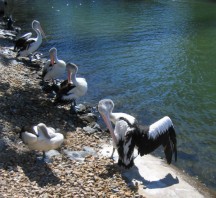 white pelicans picture