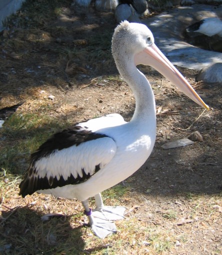 free picture of white Australian pelican - 11