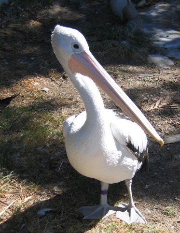 white Australian pelican free picture - 12