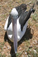 picture of pelican up close
