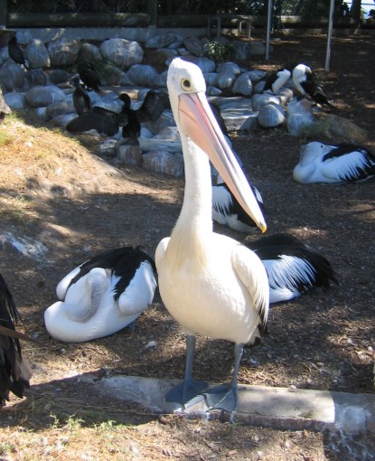 picture of white Australian pelican - 14