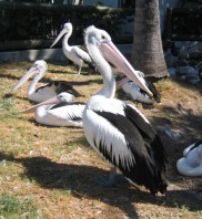 pelican picture