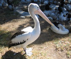 pelican picture #17