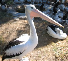 picture of pelican up close