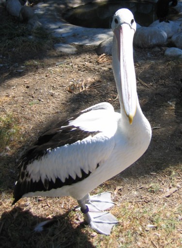 Pelican picture #6