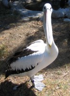 picture of pelican #6