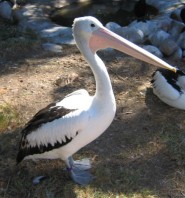 pelican picture