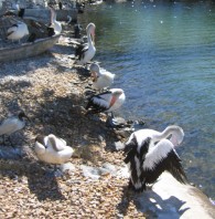 free picture of pelicans