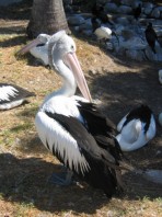picture of pelican standing