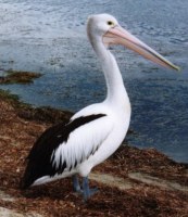 picture of pelican standing