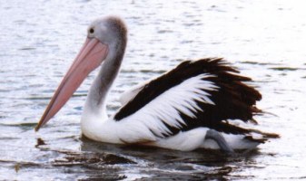 floating pelican picture