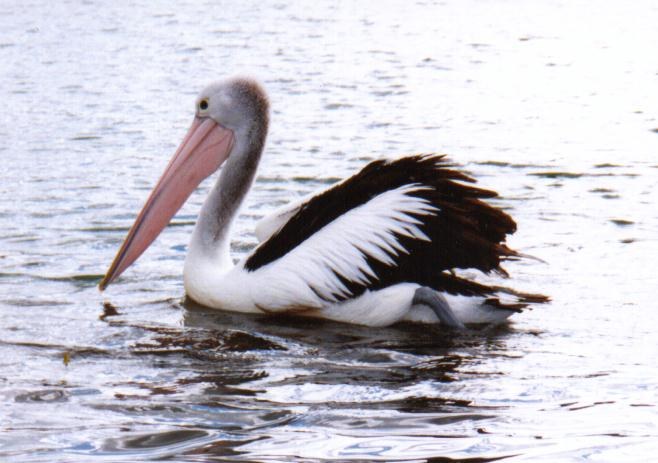 free picture of pelican