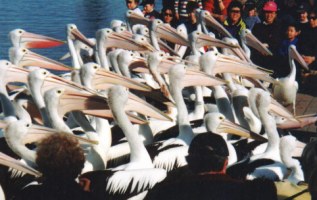 picture of pelicans just before feeding