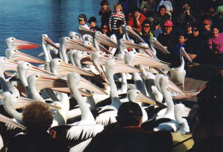 free picture of pelicans