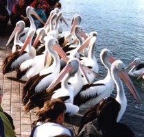 pelicans 