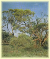 brigalow tree