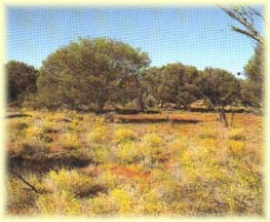 mulga tree