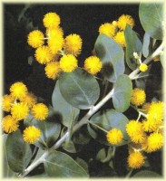 wattle flovers