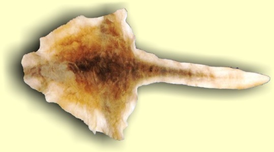 kangaroo skin