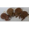 Cane Toad Coin Purse