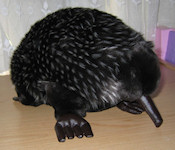 Echidna soft toys