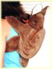 kangaroo backpack